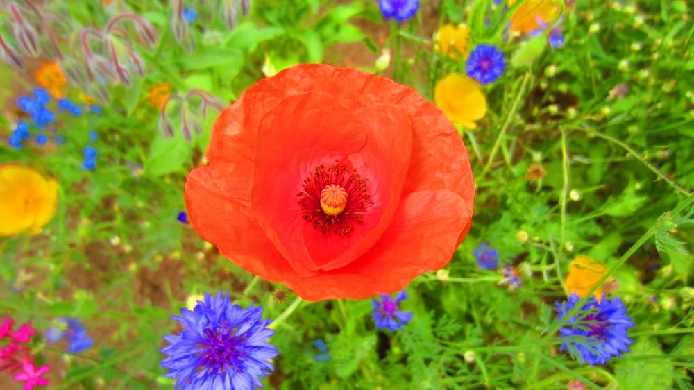 Mohn